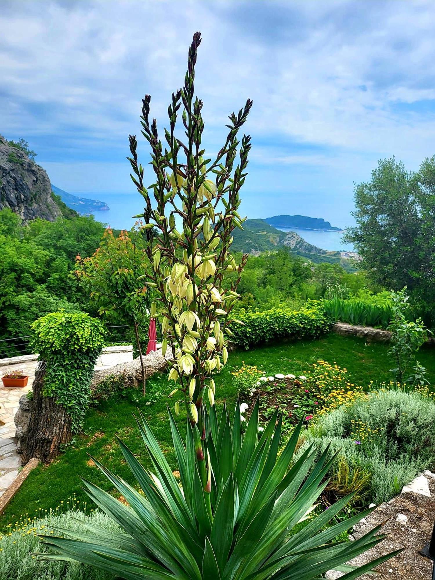 Villa Nera Budva Kültér fotó